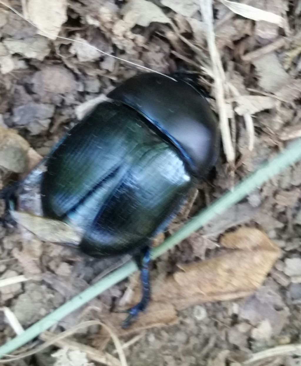 Geotrupes sp., Geotrupidae